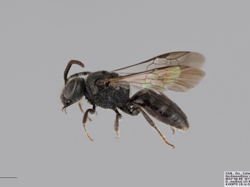 [Sphecodes clematidis male thumbnail]
